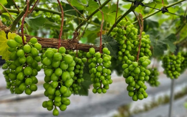 맹양네포도체험농장