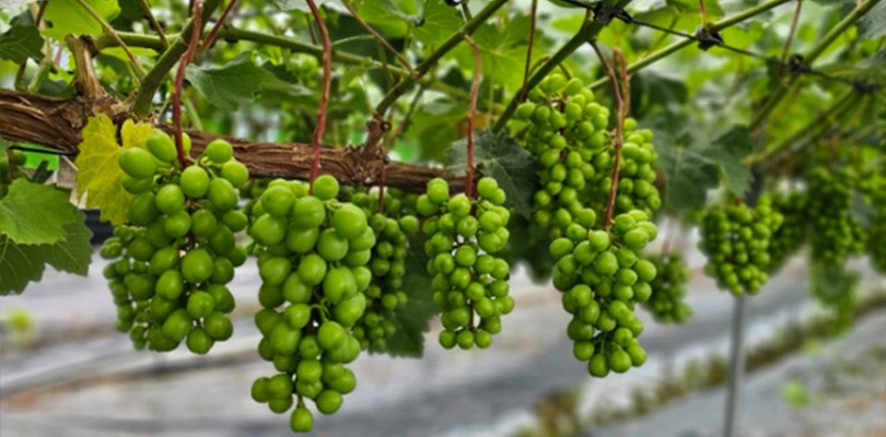 맹양네포도체험농장