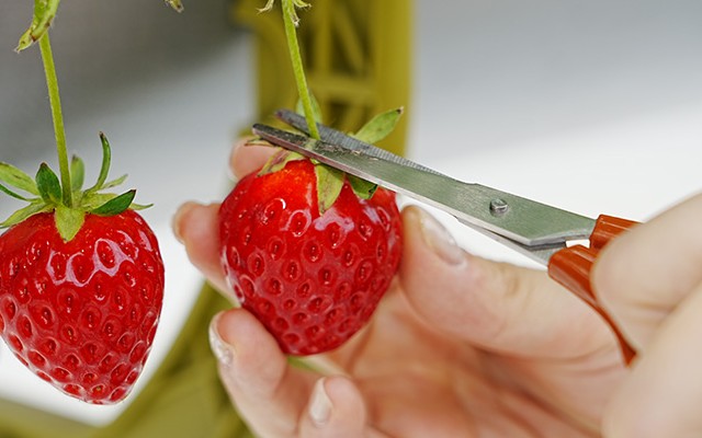 달콤한 도시농장