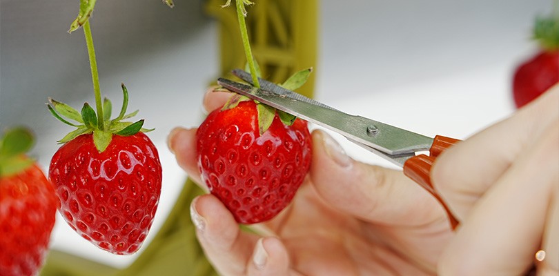 달콤한 도시농장