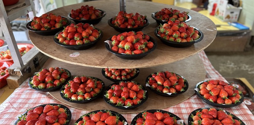 1943 밀양딸기마을