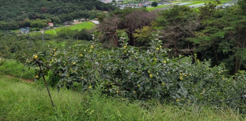 감고을교육농장
