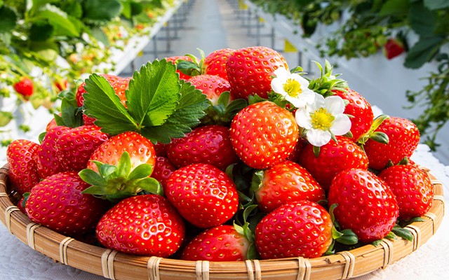 박가네딸기농장