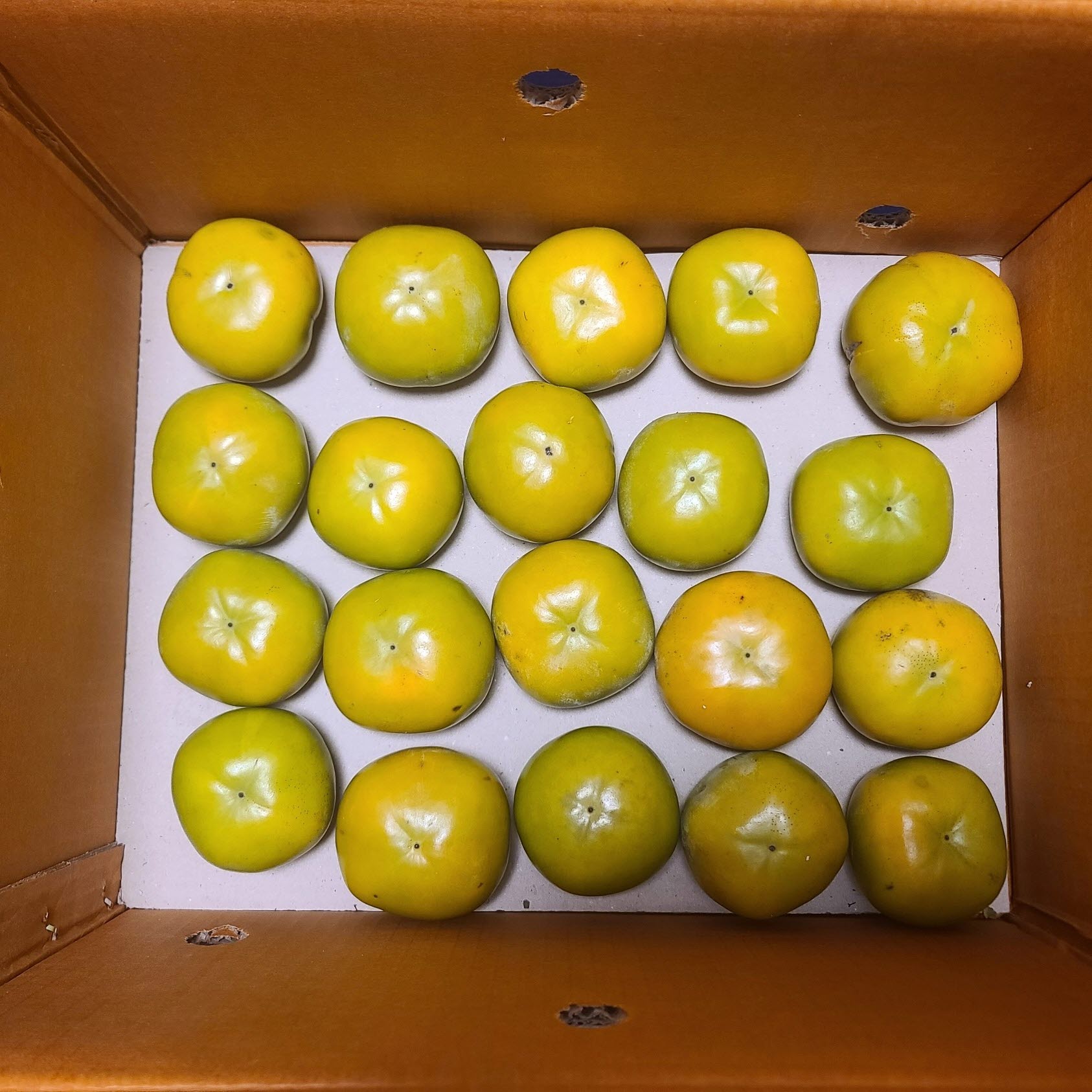 부유단감 못난이 아삭한 햇단감  5kg  무료배송